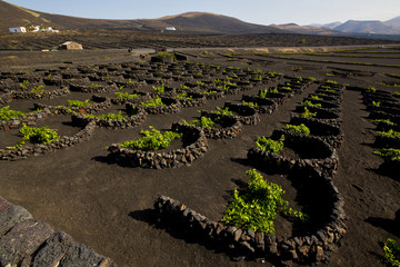 cultivation home viticulture  lanzarote vine screw grapes   barr