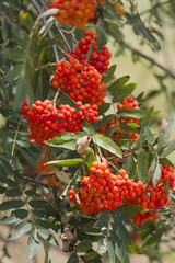 Rowan berries on tree