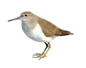 Common sandpiper