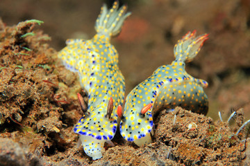 Front shot of two Hypselodoris Kanga Nudibranchs. Puri Jati, Bali, Indonesia