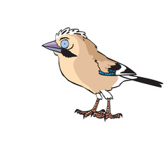 Eurasian jay toon