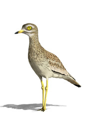 Eurasian stone-curlew