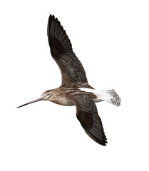 bar-tailed godwit