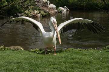 Flapping pelican in a zoo in England