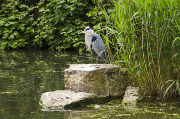 Grey Heron