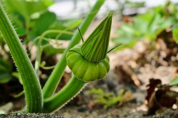 Naissance d'un potiron.