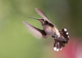 Fototapeta na wymiar Hovering Hummingbird with Blurred Background