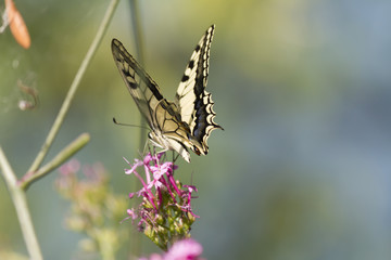 butterfly on flower