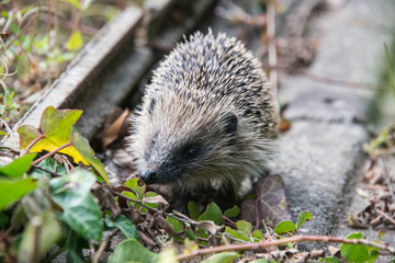 Young hedgehog in garden