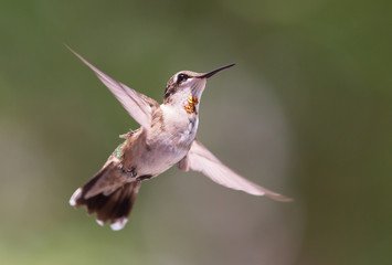 Hovering Hummingbird with Blurred Background