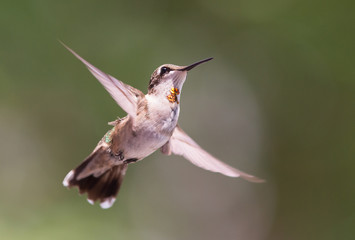 Obraz premium Hovering Hummingbird with Blurred Background