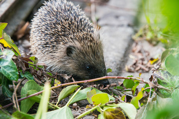 Young hedgehog in garden in the UK