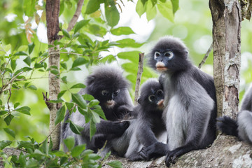 Dusky langur family and baby