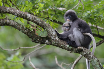 Dusky leaf monkey and young dusky leaf monkey