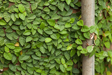 Background of Coatbuttons (Ficus pumila) on the wall.