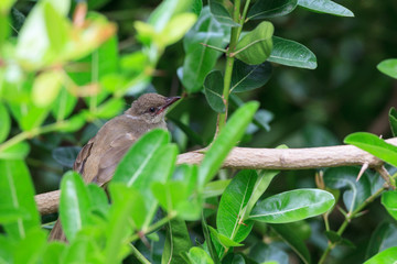 Fototapeta premium A young Streak-eared Bulbul hold on branch