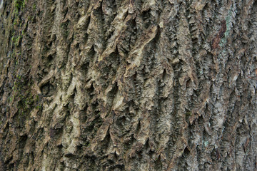 Tree bark texture