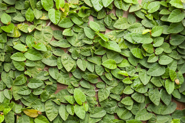 Background of Coatbuttons (Ficus pumila) on the wall.