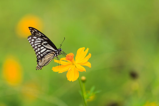 Butterfly,Common Mime (Chilasa clytia)