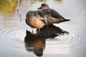 Female chestnut teal ducks on a lake, UK