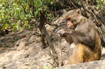 monkey is live in tree , temple