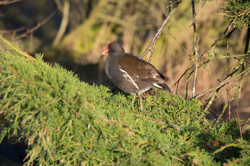 Moorhen in tree