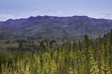 quinoa, plant