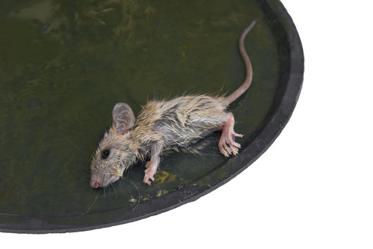 A Little Mouse In Glue Trap