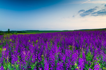Obraz premium purple flower field in the night.