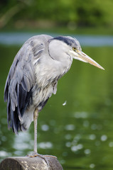 Grey Heron