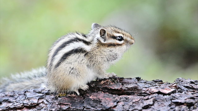 Siberian chipmunk (Tamias sibiricus)