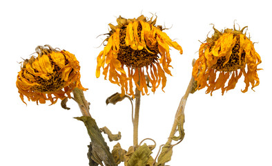 Obraz premium Three dried sunflowers isolated on white background