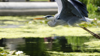 Grey Heron