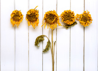 Naklejka premium Dried flowers of sunflower on the light wooden background