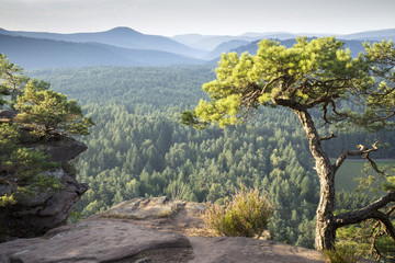Morgenstimmung im Dahner Felsenland