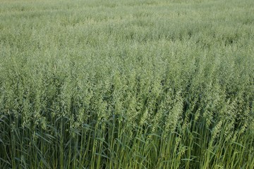 緑畑 / green field