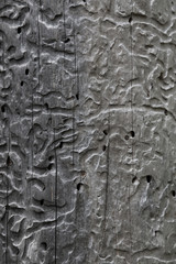 Baum bearbeitet von Holzwürmern