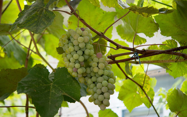 bunch of grapes on the vine