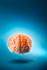 Brain floating on  a blue background / selective focus