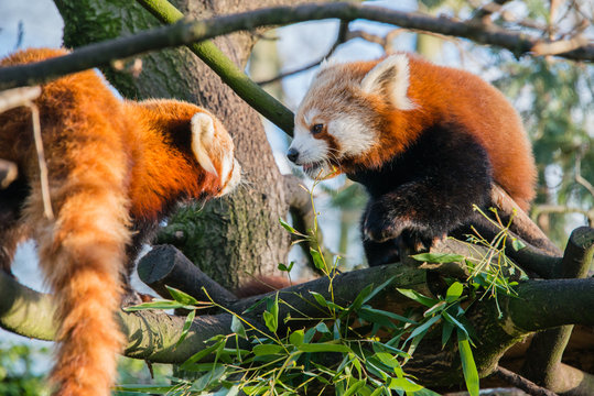 A Close Up Of Two Red Pandas In A Tree