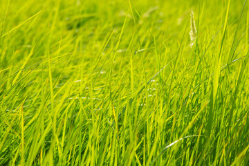 Background of a green grass.