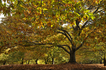 Hermoso bosque de castaño en la estación del otoño