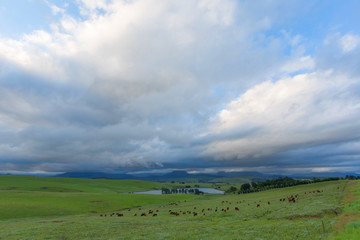 Fototapeta premium Cattle on green pastures