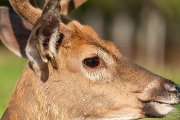 White-tailed deer closeup portrait profile