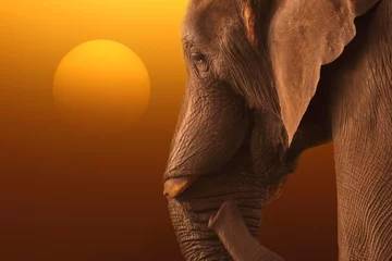 Poster Olifant zonsopgang. Afbeelding van een olifant bij zonsopgang. © Christian