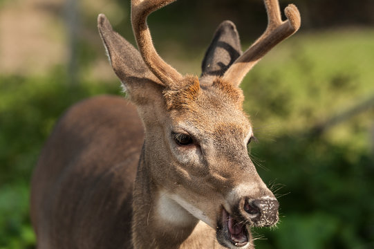 Fototapeta White-tailed deer with mouth open, Sacre-Coeur, Quebec, Canada
