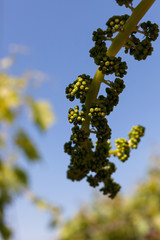 immature grape