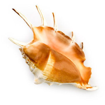 Giant Spider Conch Shell (Lambis Truncata)