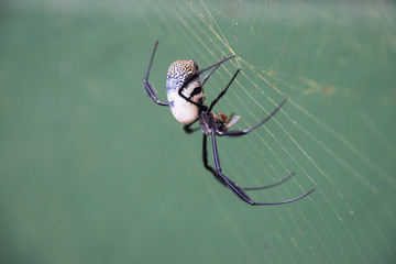Golden orb spider