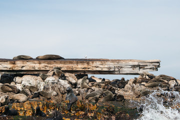 Cape fur seals on Prince Port shipwreck, Gansbaai, South Africa